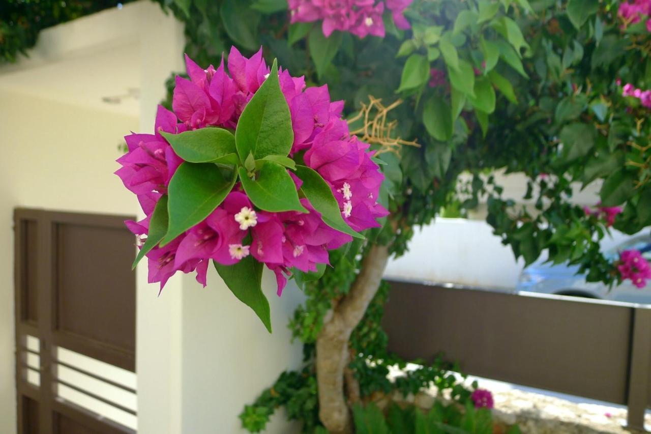 Maria & Manos Guest House, Agios Onoufrios Beach エクステリア 写真